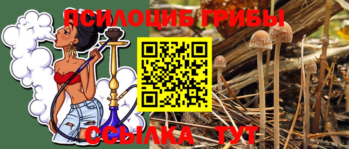 Заринск  Псилоцибиновые грибы Psilocybine cubensis  Вход с VPN 